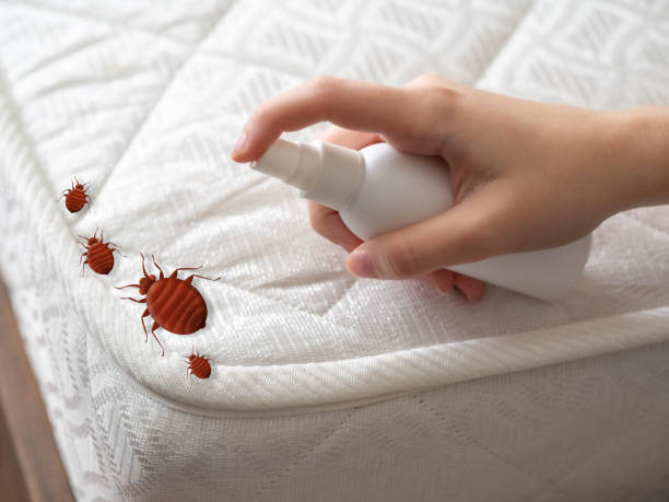 Best Bed Bug Extermination  in Landrum, SC
